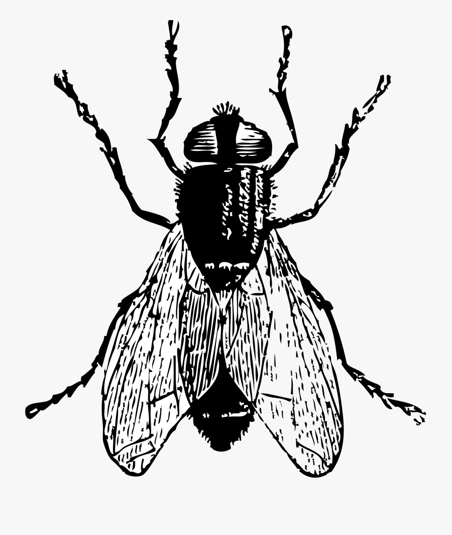 Flies Clipart Winged Insect - Fly Clipart Black And White, Transparent Clipart