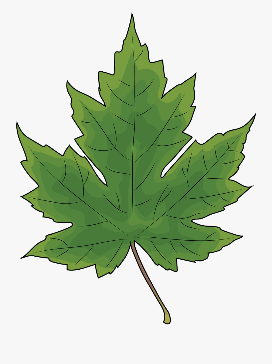 Different Types Of Leaf Texture, Transparent Clipart