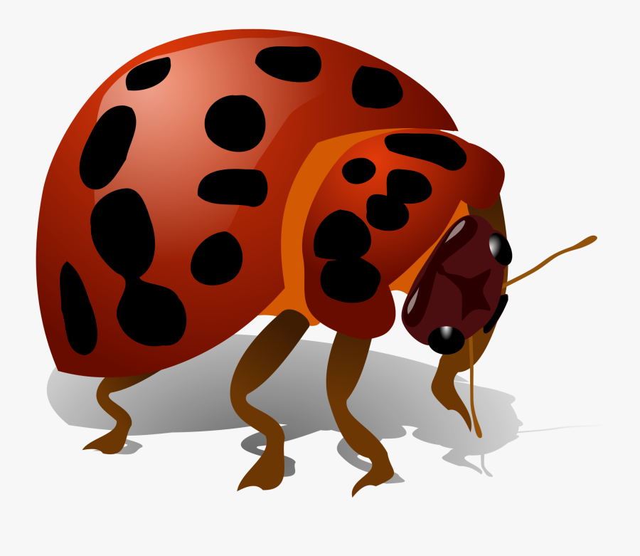 Ladybug Bug Insect Red Ladybird Transparent Image - Bug Clip Art, Transparent Clipart