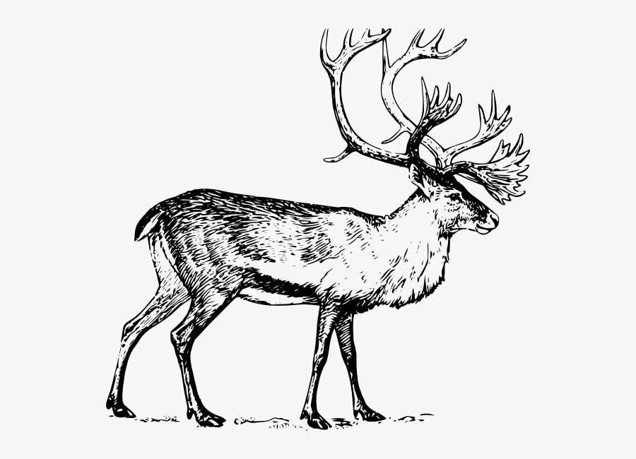 Reindeer Clipart Caribou - Christmas Drinks Invitation, Transparent Clipart