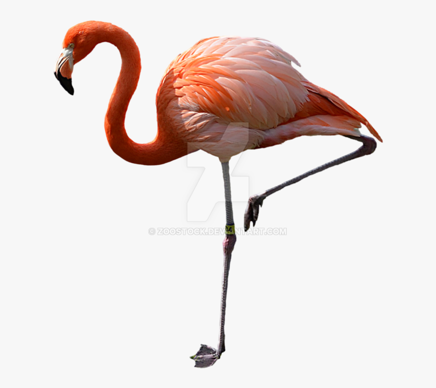 Watch Pink Flamingos - Flamant Rose Sur Une Patte, Transparent Clipart