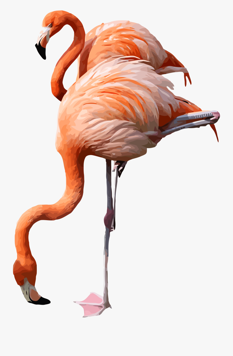 Flamingo Clipart Webdesign, Transparent Clipart
