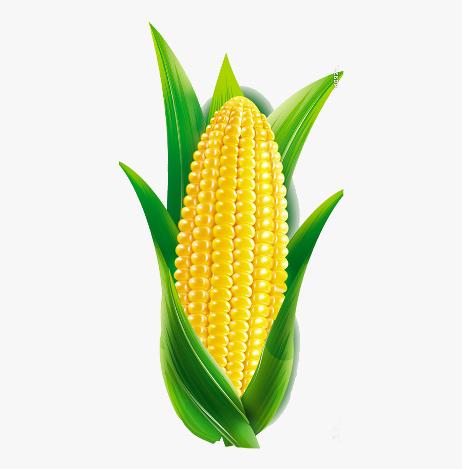 Corn Cartoon Png - Maize Png, Transparent Clipart