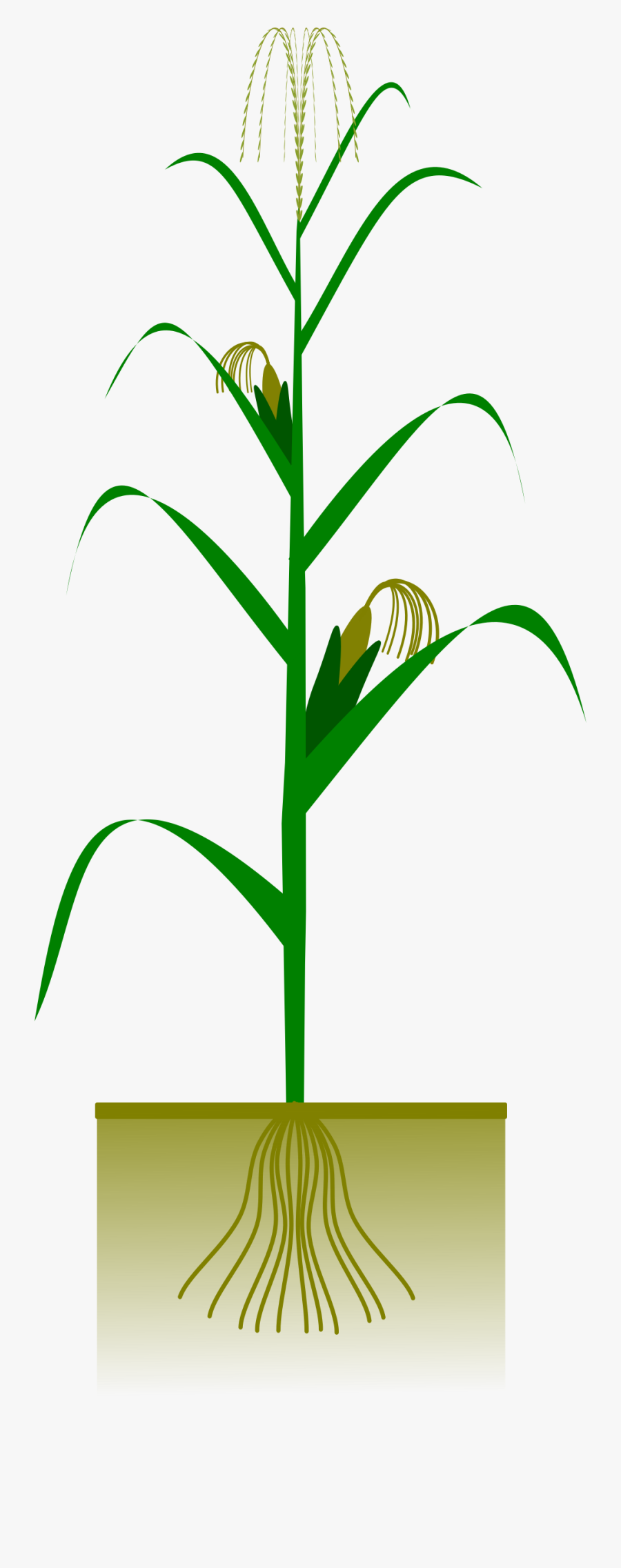 Corn On The Cob Clipart - Corn Plant Vector Free, Transparent Clipart