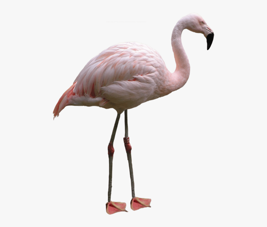 Flamingo - Flamingo In White Background, Transparent Clipart