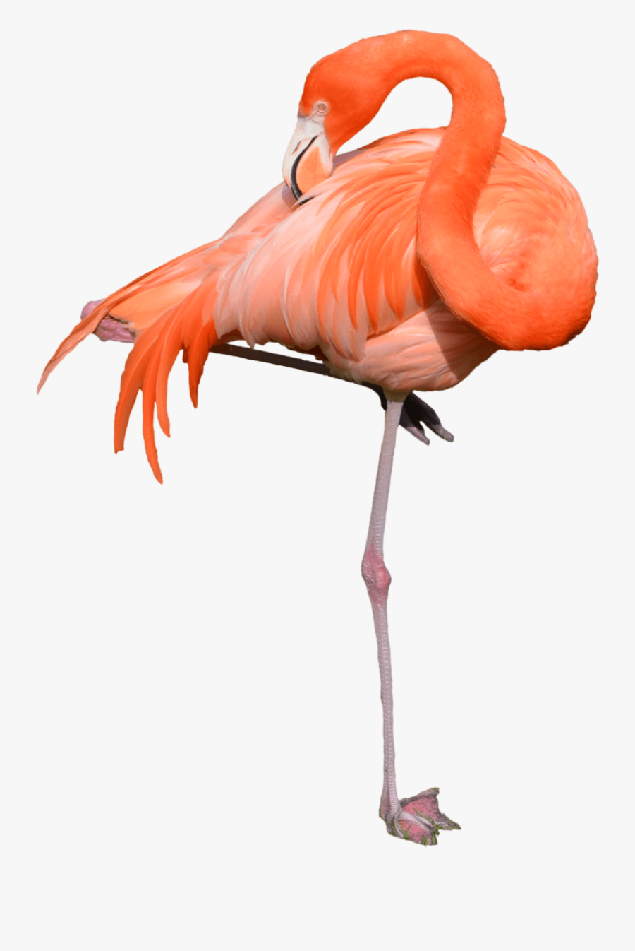 Flamingo Clipart Transparent Background - Flamingo Transparent, Transparent Clipart
