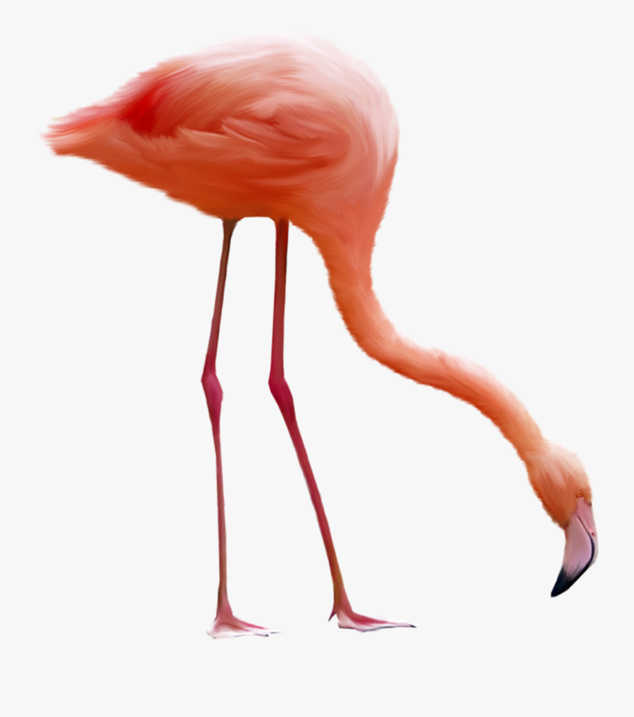 Flamingos No Background, Transparent Clipart