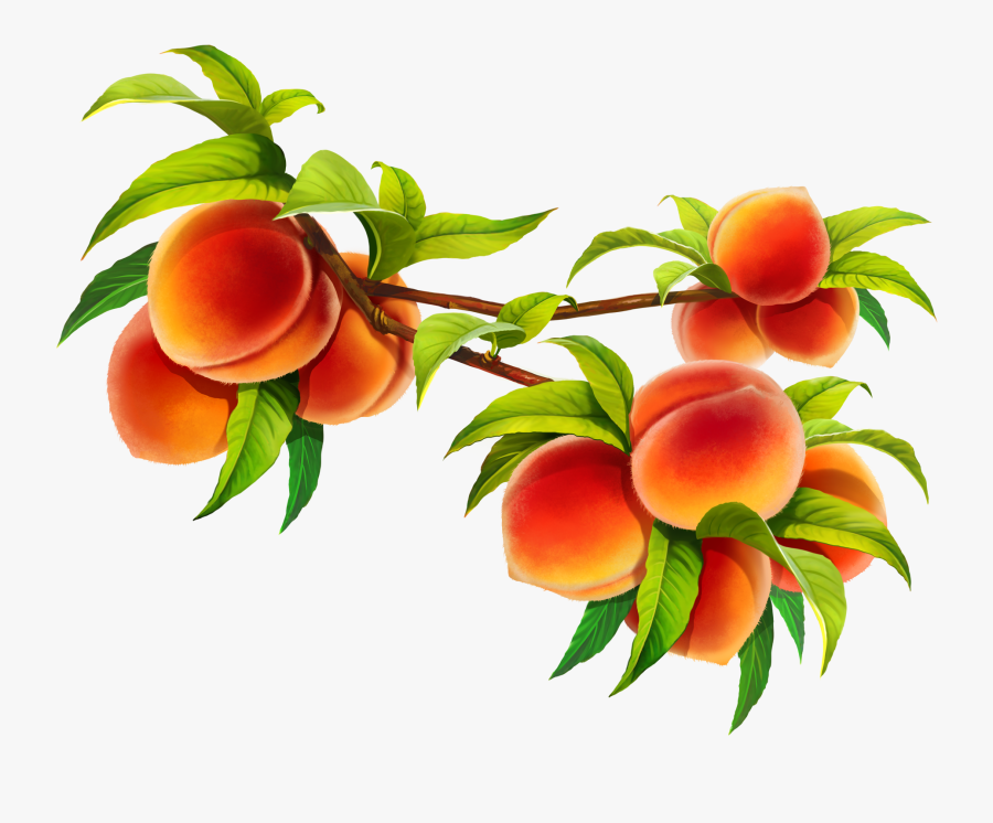 Fruit Clipart, Transparent Clipart