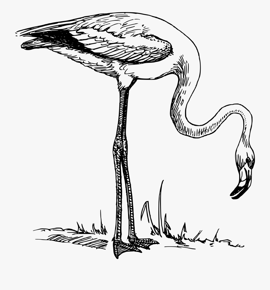 Flamingo - Clip Art Black And White Flamingo, Transparent Clipart