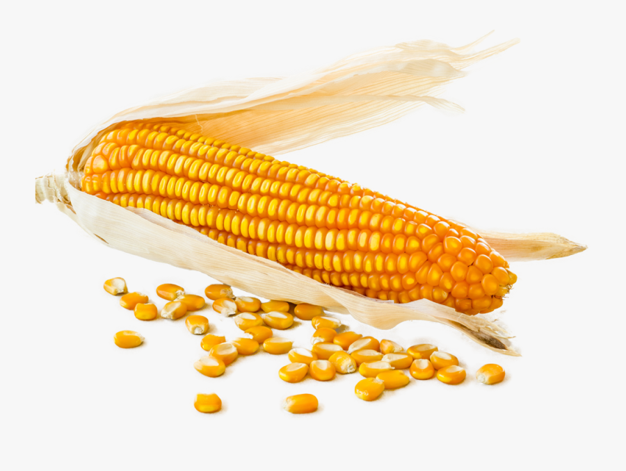 Biofuel - Corn Kernels, Transparent Clipart