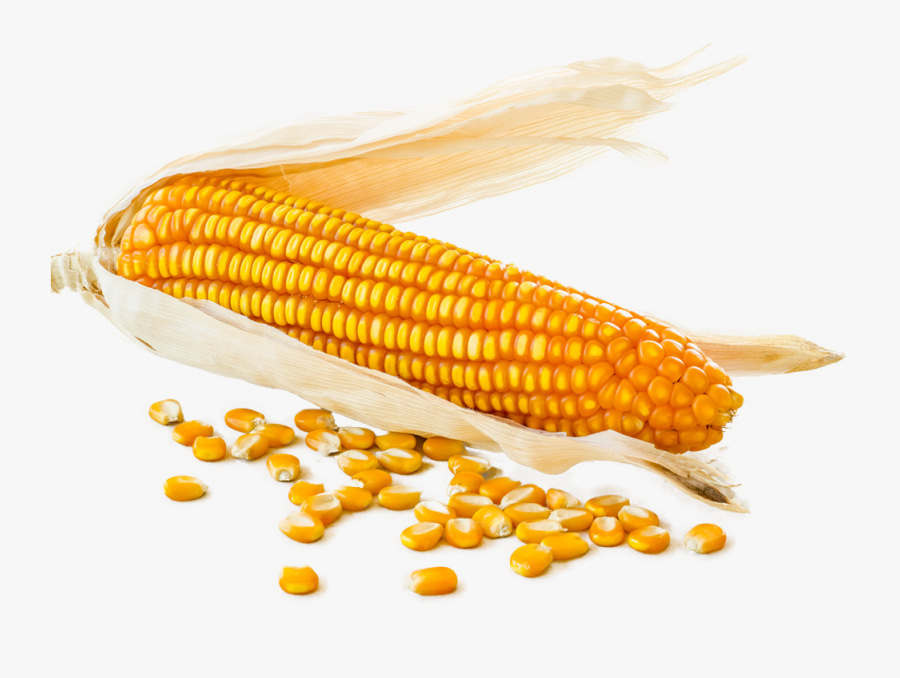 Biofuel Corn Kernels , Free Transparent Clipart ClipartKey