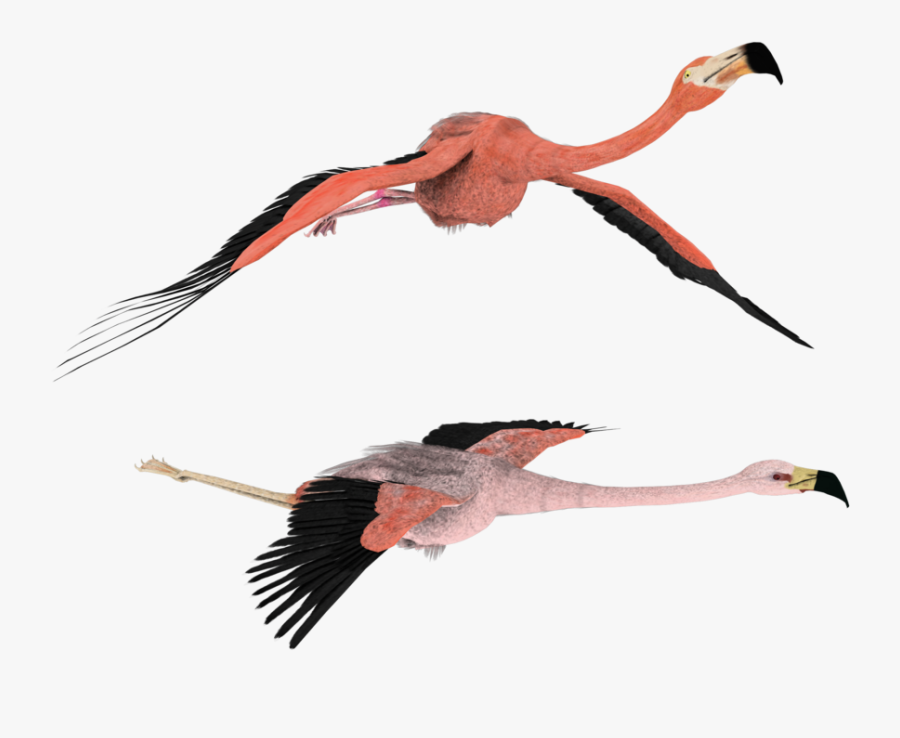 3d Flamingo Clipart - Portable Network Graphics, Transparent Clipart