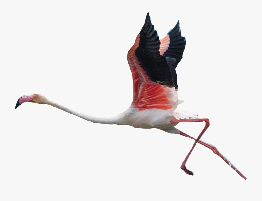 Flamingo Clipart Flying - Transparent Background Flamingos Flying, Transparent Clipart