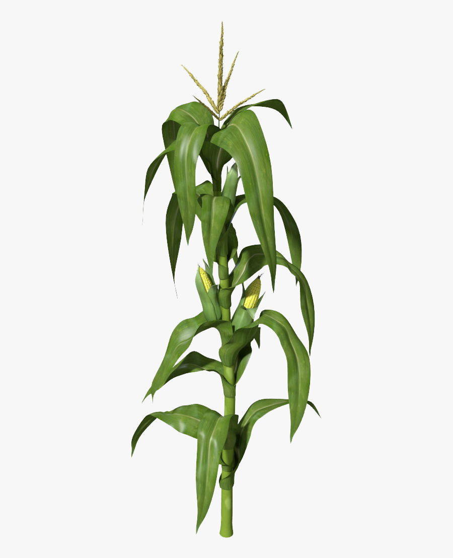 Download Corn Plant Png Clipart - Corn Stalks, Transparent Clipart