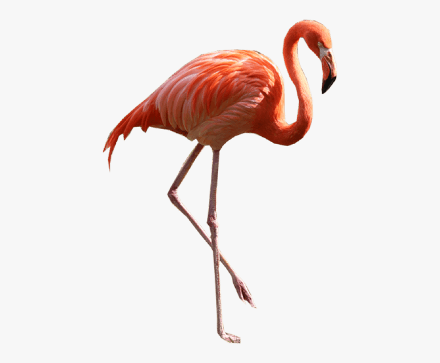 Transparent Flamingo Clipart - Real Flamingo Png, Transparent Clipart