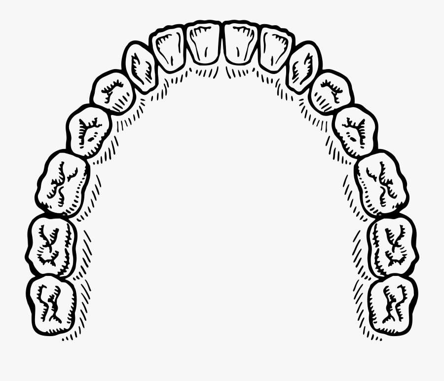 Tooth Clipart Molar, Tooth Molar Transparent Free For - Mouth Of Teeth Vector, Transparent Clipart