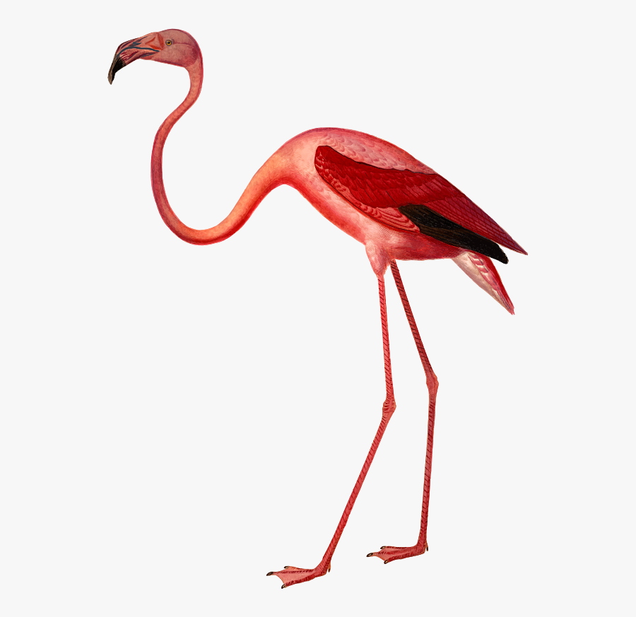 Flamingo Botanical Illustration, Transparent Clipart