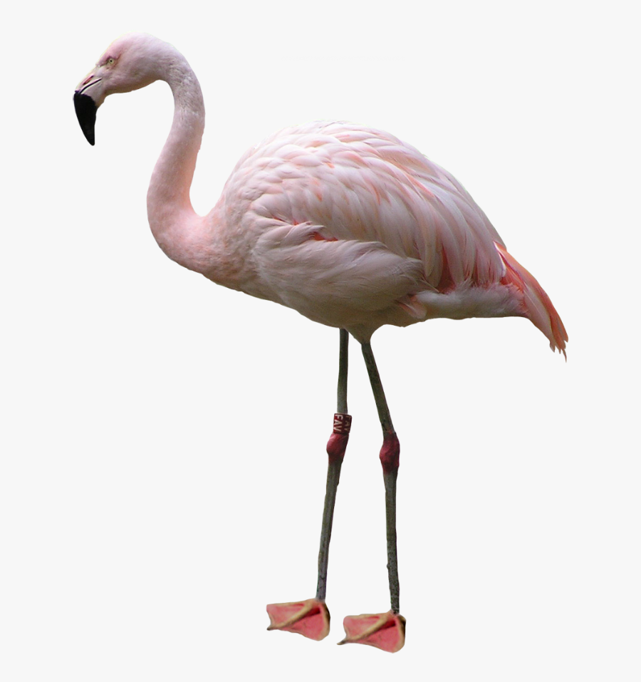 Flamingo - Flamingo Png, Transparent Clipart