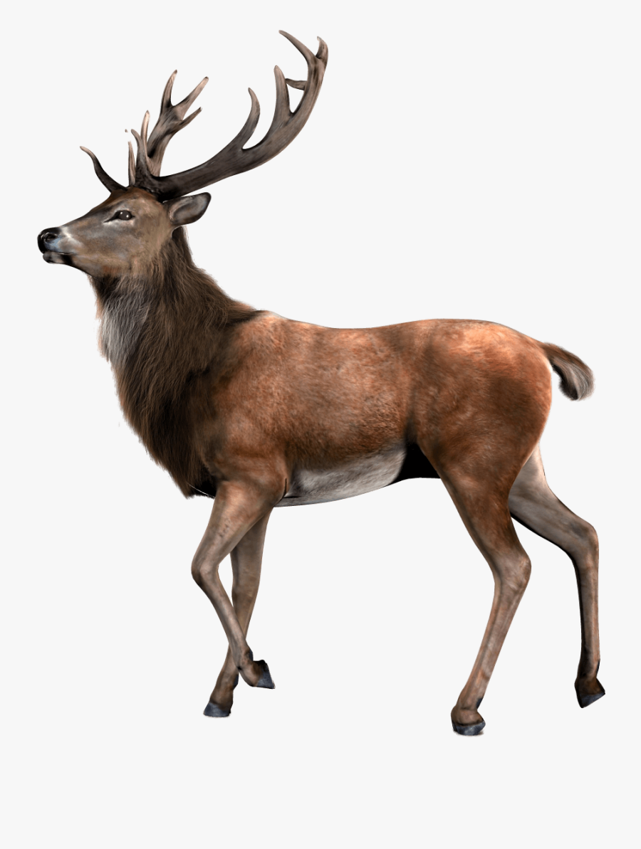 Reindeer Looking Png Stickpng - Elk Png, Transparent Clipart