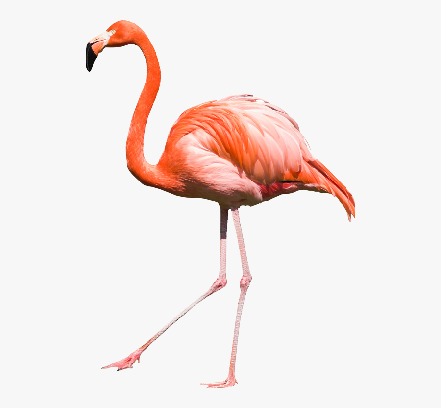 01 - Flamingo Png, Transparent Clipart