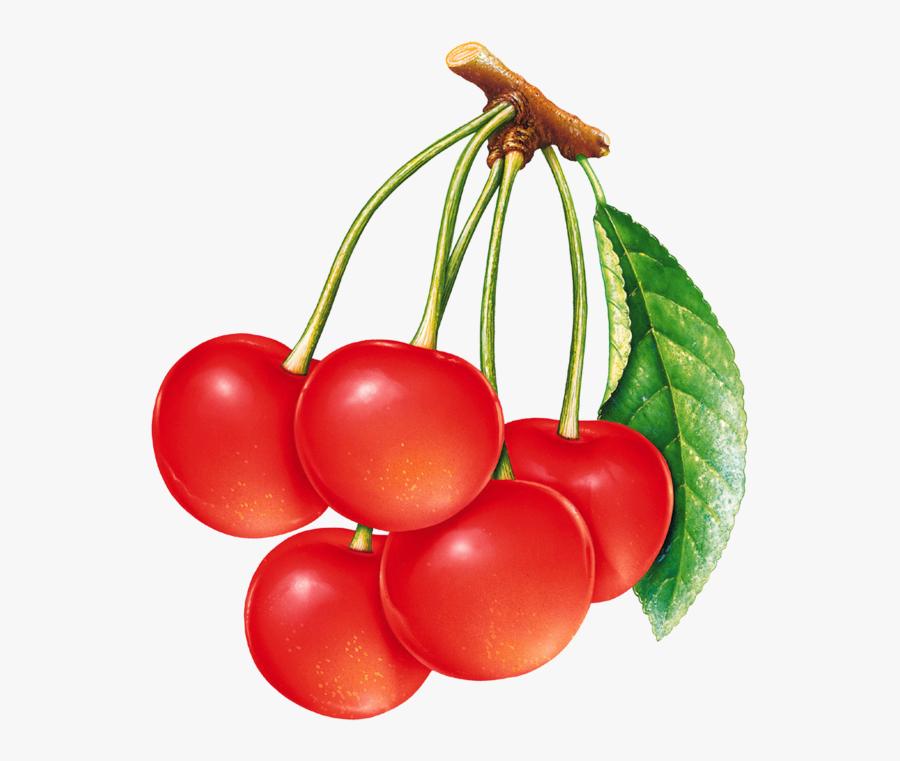 Вишня Kitchen Clipart, Cute Clipart, Fruit Clipart, - Cherry Fruit Clipart, Transparent Clipart