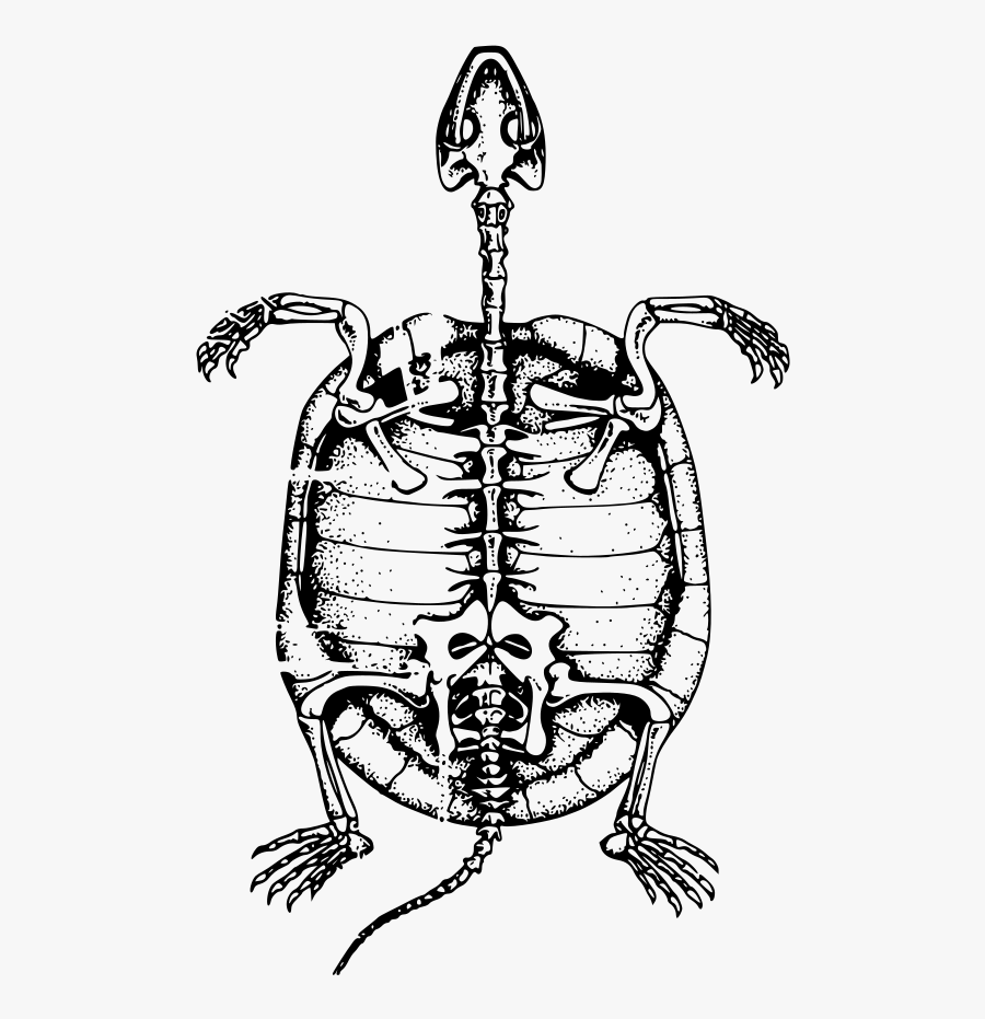 Turtle Skeleton Clipart, Transparent Clipart