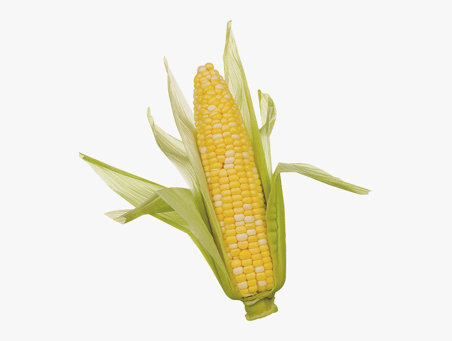 Download Corn Png Clipart - Ear Of Corn, Transparent Clipart