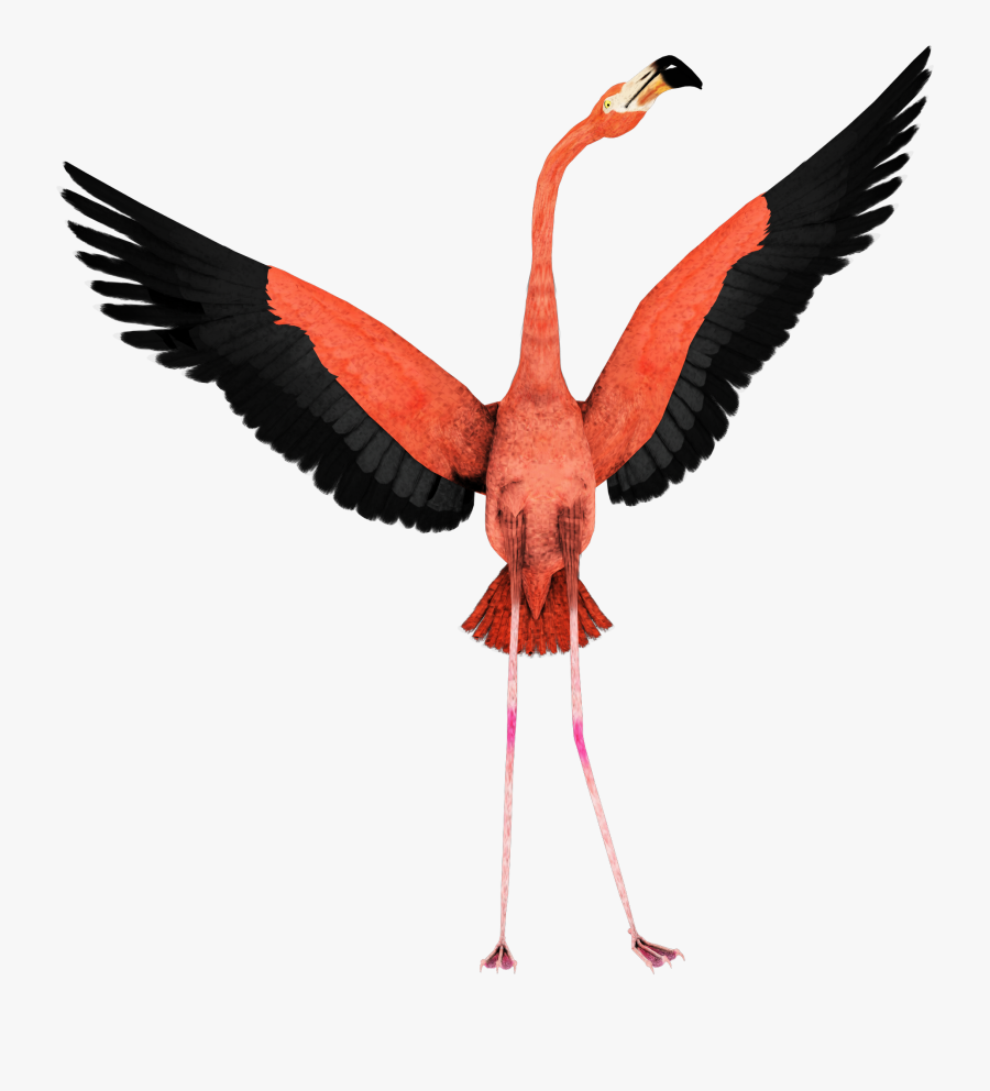 Thanksgiving Clipart Flamingo - Flamingo With Wings Open, Transparent Clipart