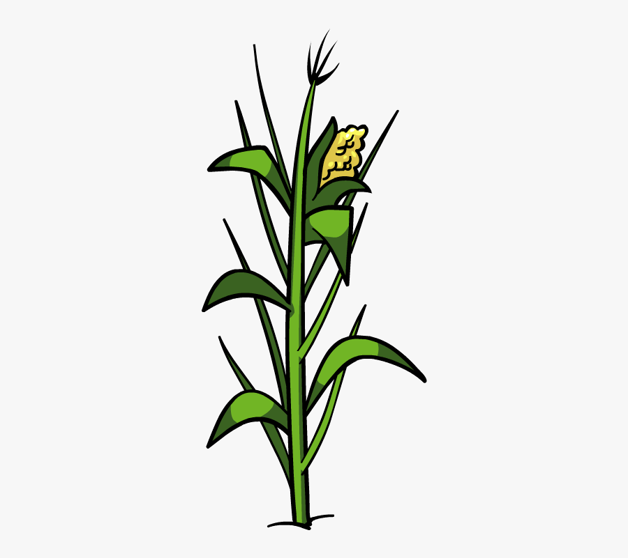 Corn Plant Png File - Corn Plant Clipart, Transparent Clipart