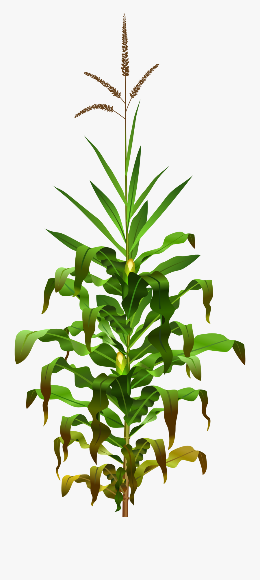 Thumb Image - Cornfield Png, Transparent Clipart