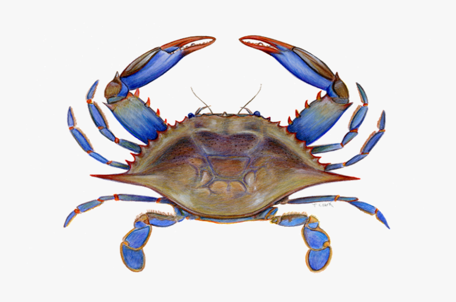 Maryland Crab Clipart - Maryland Blue Crab Clipart, Transparent Clipart