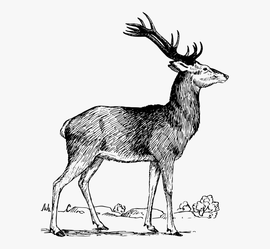 Elk White-tailed Deer Red Deer Reindeer - Deer, Transparent Clipart