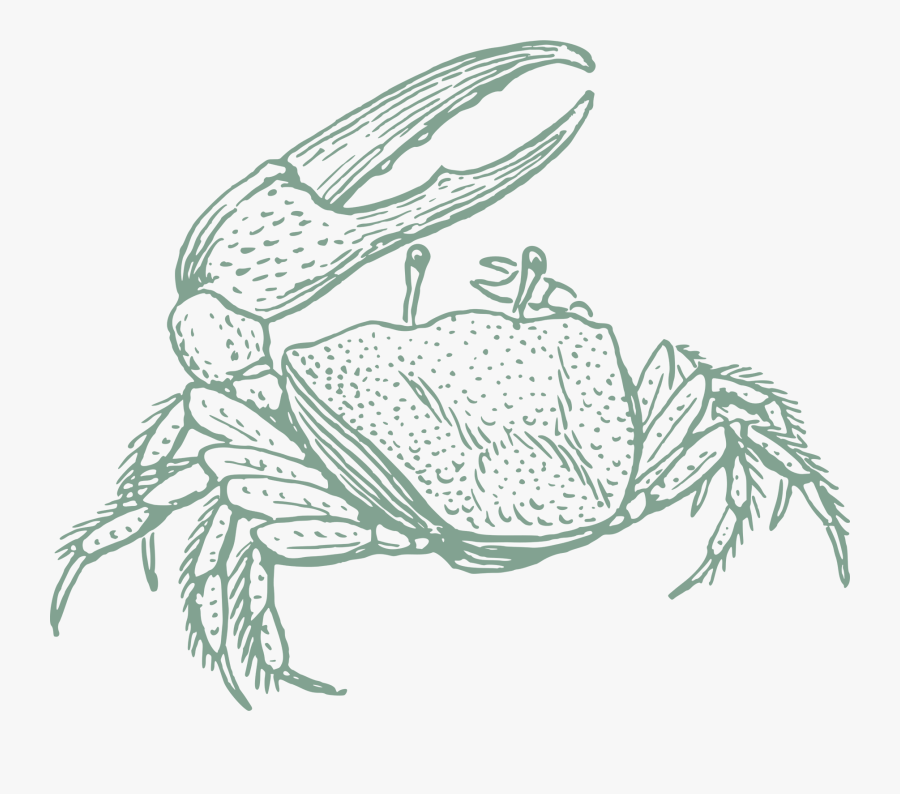 Fiddler Crab Drawing Clipart , Png Download - Fiddler Crab Clipart, Transparent Clipart