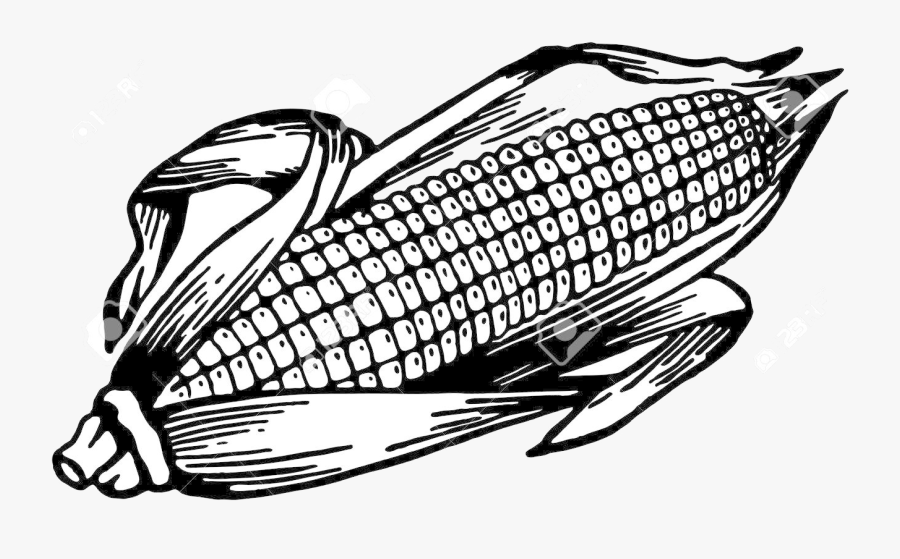 Corn Clipart Ear For Free And Use Images In Transparent - Vector Ear Of Corn, Transparent Clipart