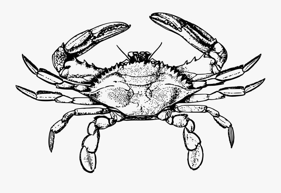 Line Art,decapoda,rock Crab - Blue Crab Line Art, Transparent Clipart