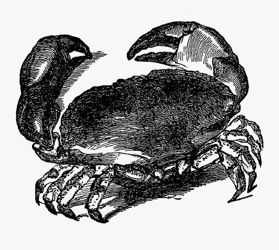 Crabs Clipart Vintage - Clip Art, Transparent Clipart