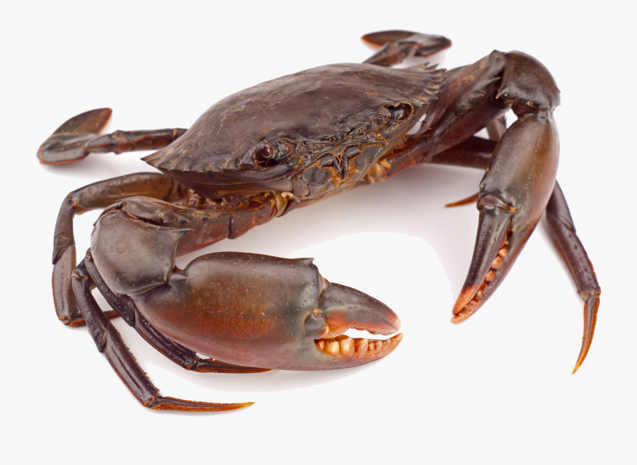 Crab Png Clipart - Crab Png, Transparent Clipart