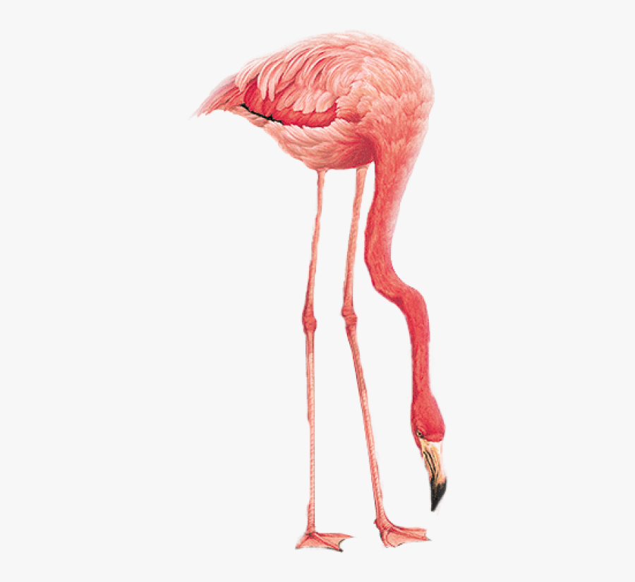 Flamingo Png, Transparent Clipart
