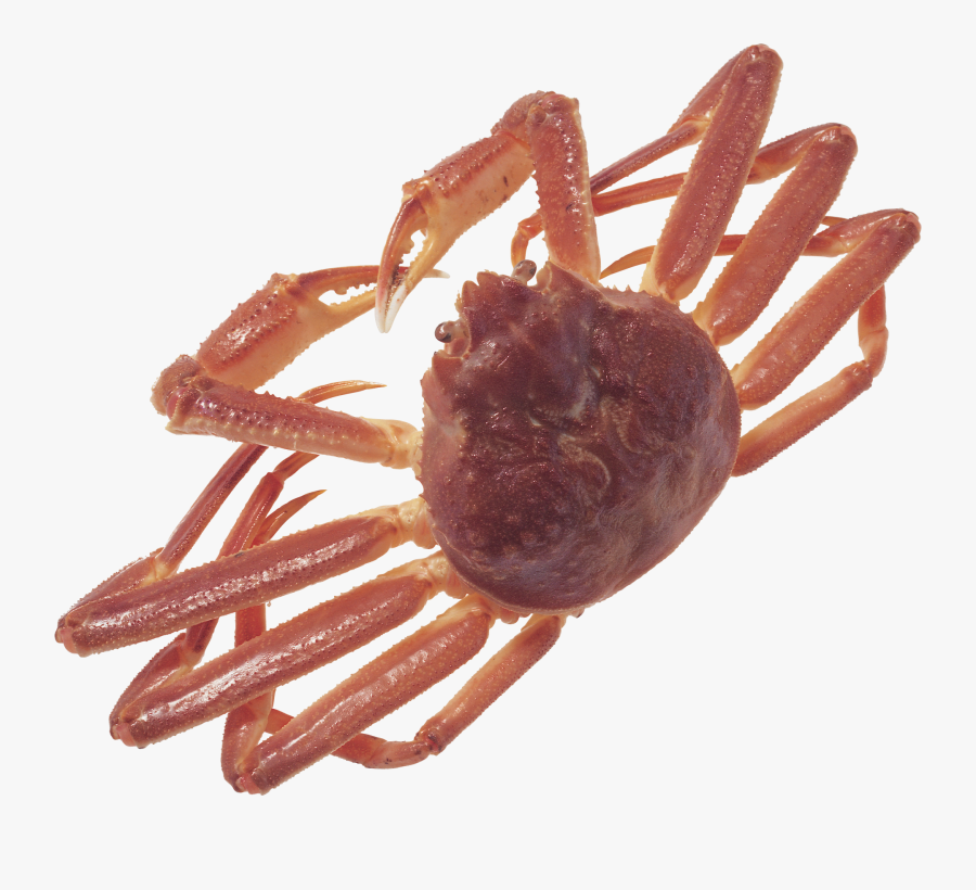 阿拉斯加 雪 蟹, Transparent Clipart