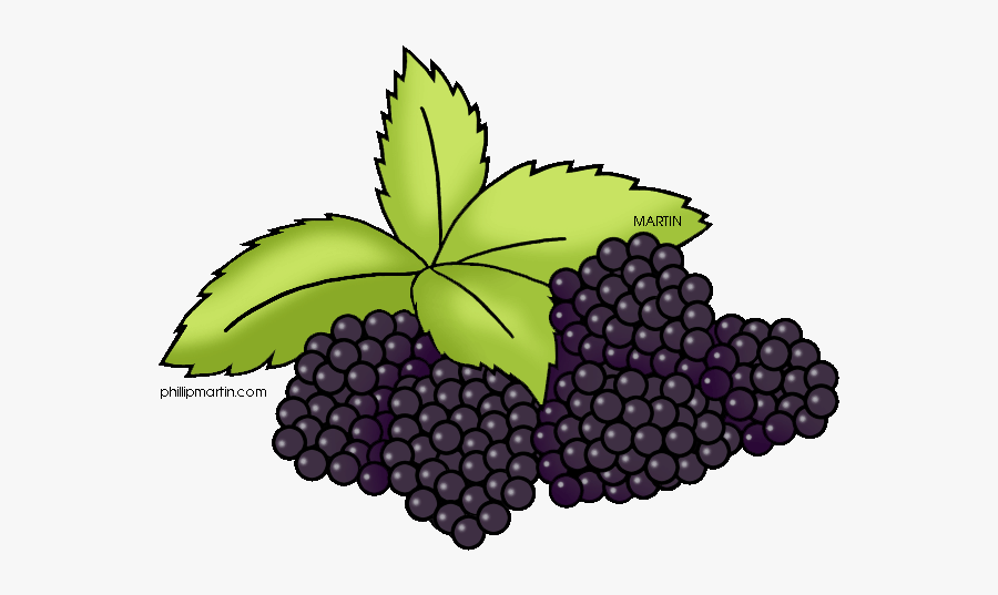 Blackberry Fruit Png Pic - Blackberry, Transparent Clipart