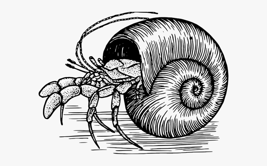 Hermit Crab Clipart - Hermit Crab Shell Drawing, Transparent Clipart