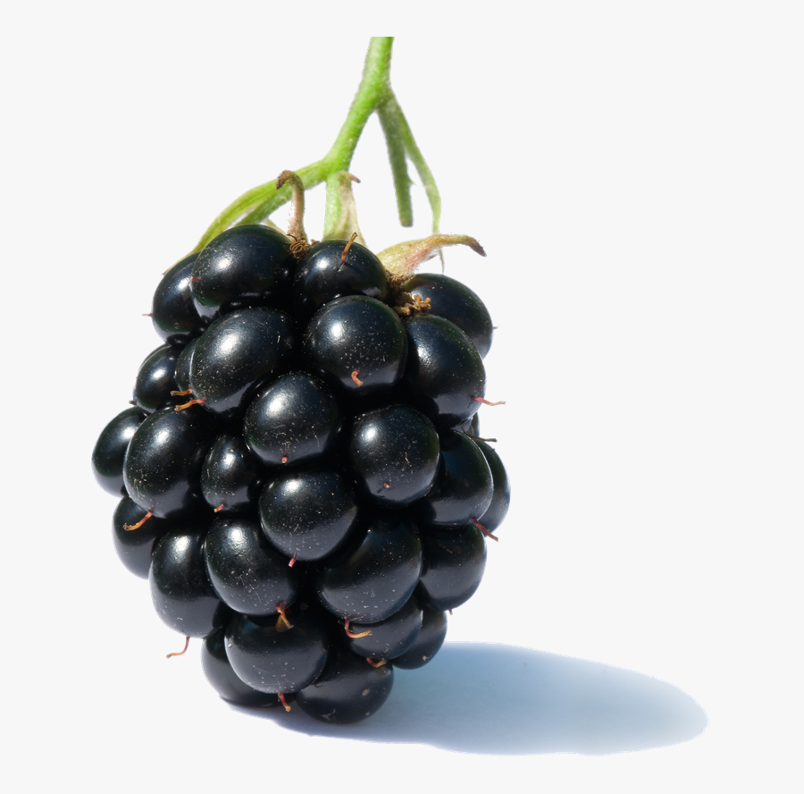 Fruits Clipart Png - Blackberry Fruit, Transparent Clipart