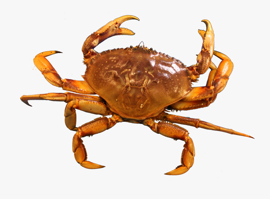 Crabs Png, Transparent Clipart