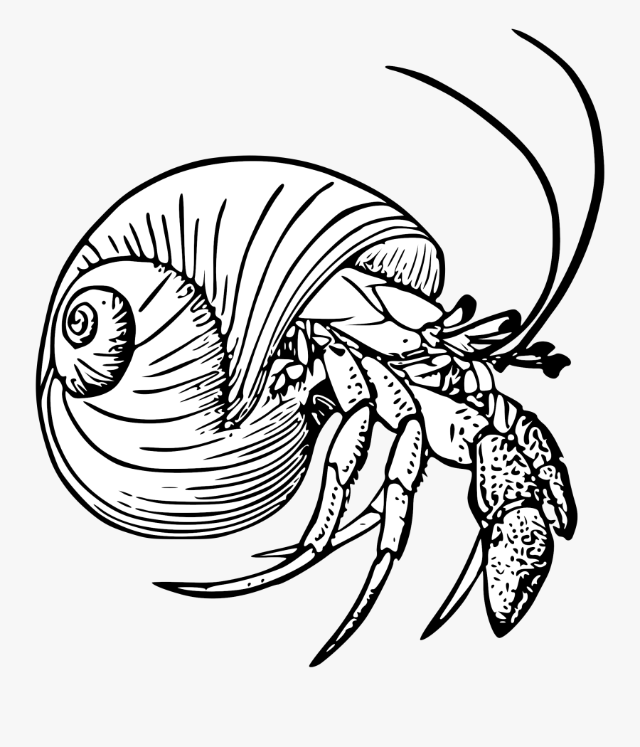 Graphic Black And White Stock Drawing Crabs Hermit - Hermit Crab Black And White, Transparent Clipart
