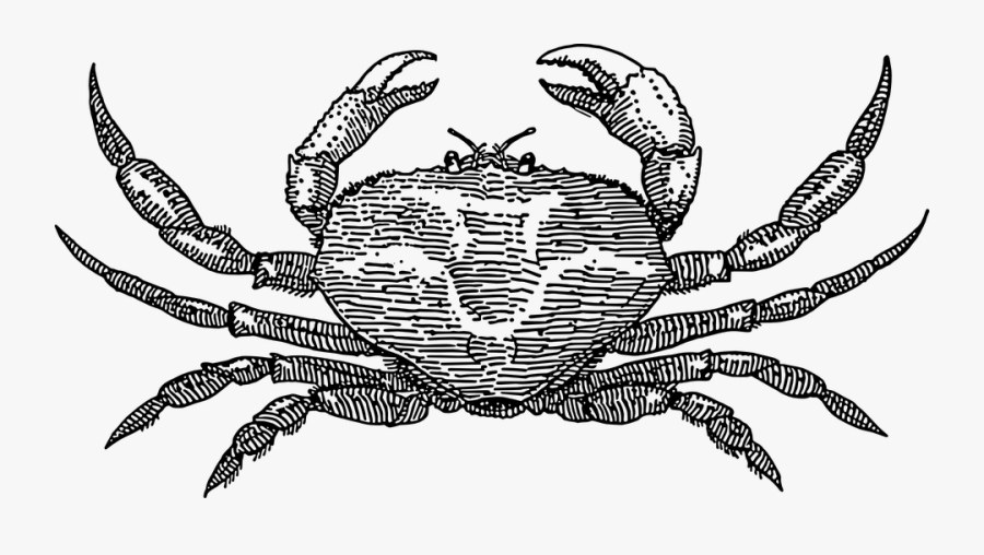 Crab Svg Clip Arts - Crab Drawing Png, Transparent Clipart