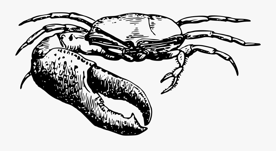 Clipart Free Library Fiddler Crab Icons Png - Small Fiddler Crabs Drawing, Transparent Clipart