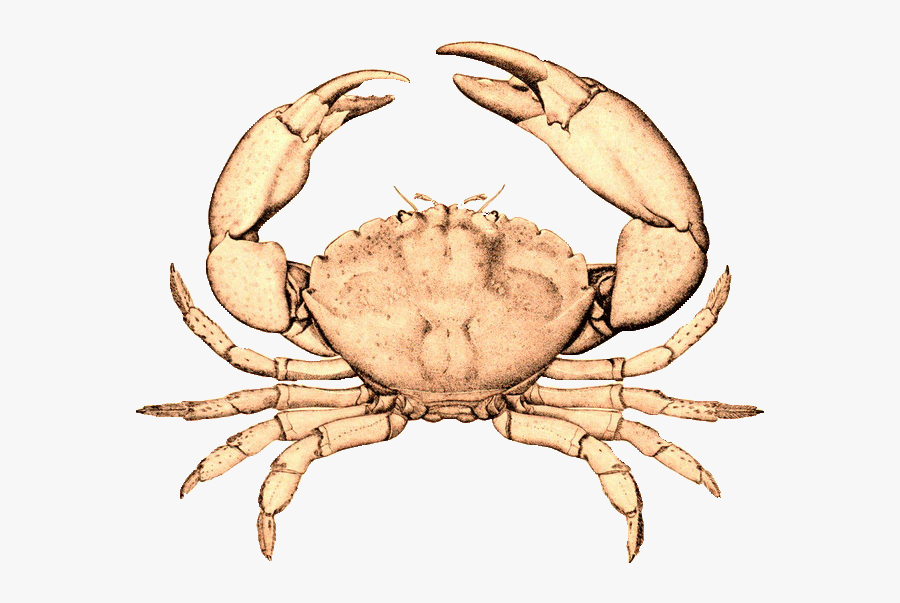 Florida Stone Crab Menippe Mercenaria - Blue Crab Black And White, Transparent Clipart