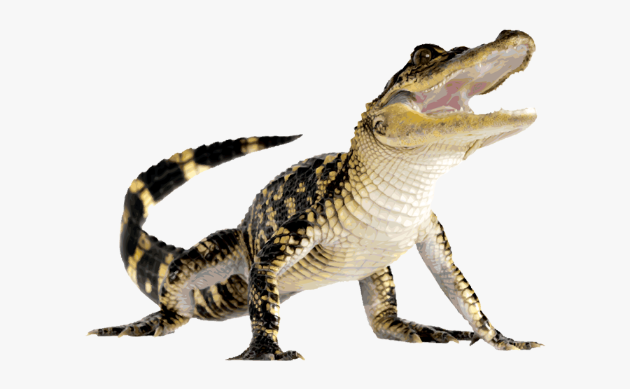 Komodo Dragon Clip Art - Crocodile Png, Transparent Clipart