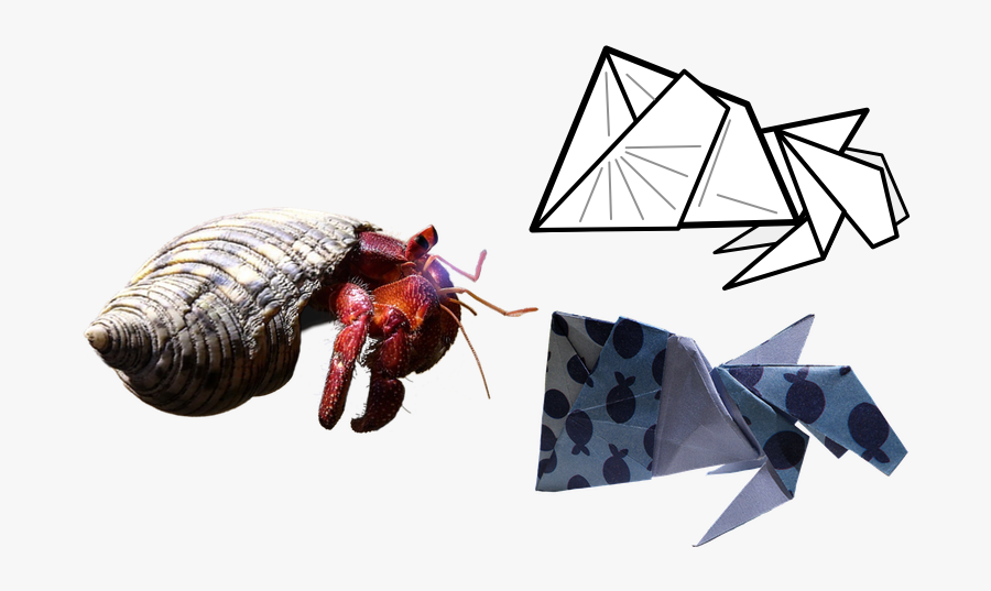 Hermit Crab, Transparent Clipart