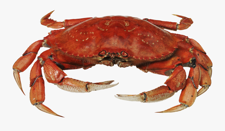 Crab Png, Transparent Clipart